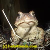 /home//u458753944/public_html/sourcegallery//Roxborough Toad Detour/2013-2019/2019/53778017_10218763678952007_449058823869562880_o.jpg